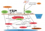 Effects of mulch, nitrogen, sowing date and intercropping on maize production