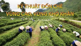 Kỹ thuật đốn chè vùng cao, vùng khó khăn