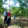 Kết quả nghiên cứu khoa học góp phần phục hồi cây Trà hoa Vàng ở vùng Tam Đảo, Vĩnh Phúc