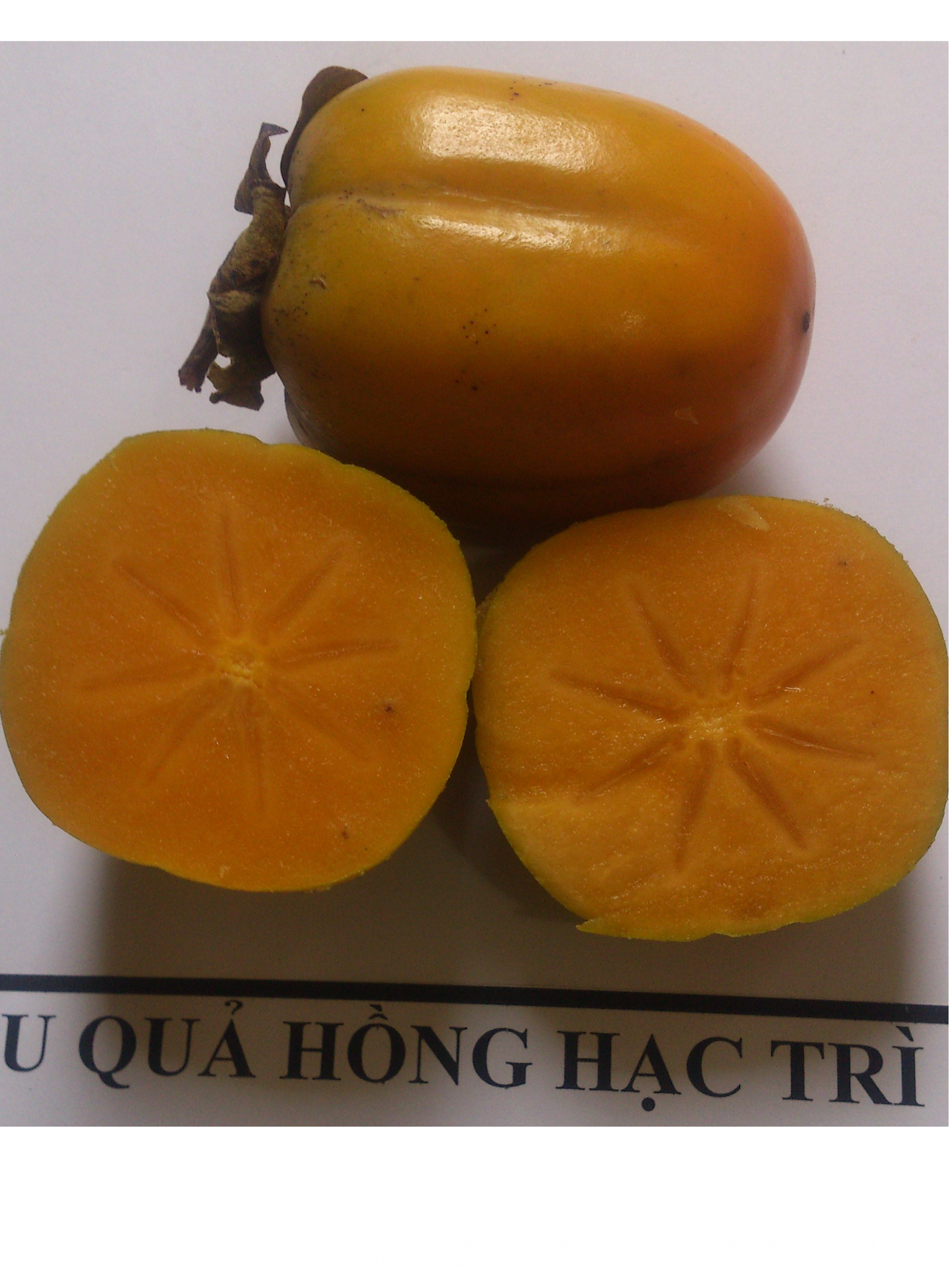 qua_hong_Hac_Tri