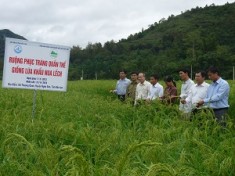 Nghiệm thu xuất sắc Đề tài phục tráng giống lúa Khẩu Nua Lếch của tỉnh Bắc Kạn