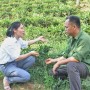 Những giống chè mới: Đánh thức những vùng đồi ngủ say