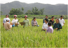 Quy trình sản xuất lúa cải tiến cho vùng miền núi phía Bắc