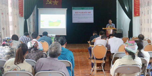 Đánh giá hiệu quả mô hình phục tráng giống lúa Séng cù Bát Xát