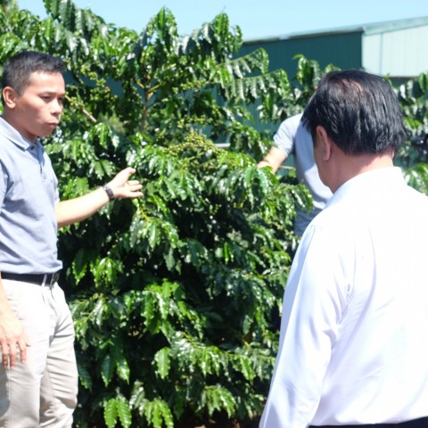 Bộ trưởng Lê Minh Hoan thăm vườn khảo nghiệm giống cà phê mới của Viện KHKT NLN miền núi phía Bắc tại Công ty Cà phê Detech