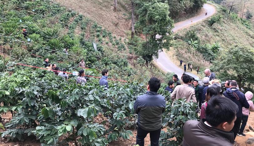 Mô hình dự án "Đánh giá và lựa chọn giống cà phê cho hệ thống nông lâm kết hợp – BREEDCAFS” tại Tuần Giáo – Điện Biên